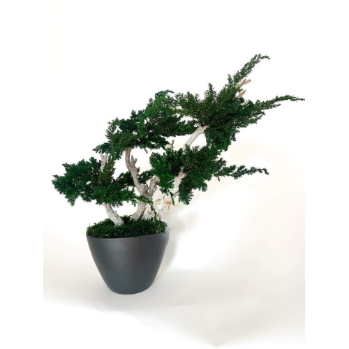 Medelis stabilizuotas bonsas, juodame vazone-Papuošimai-Interjero detalės