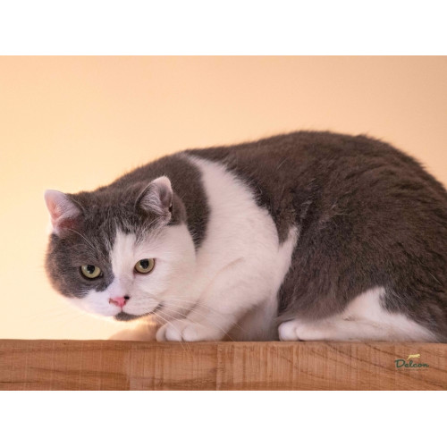 Pašaras suaugusioms katėms su šlapimo takų problemomis / 1,75 kg-Specialios priežiūros