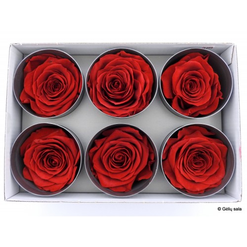 Miegančios rožės dėžutėje 6vnt RED