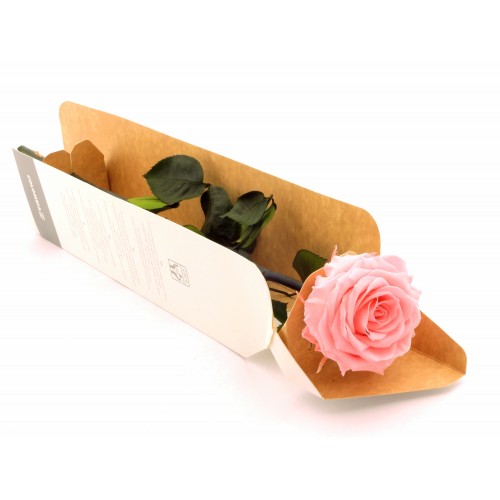 Premium stabilizuota rožė rožinė